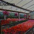 Greenhouse Geraniums